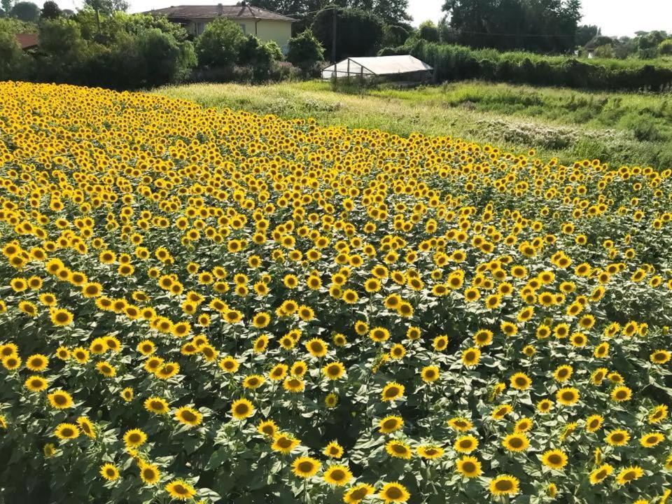 Fattoria Il Giardo Lejlighed Pietrasanta Eksteriør billede