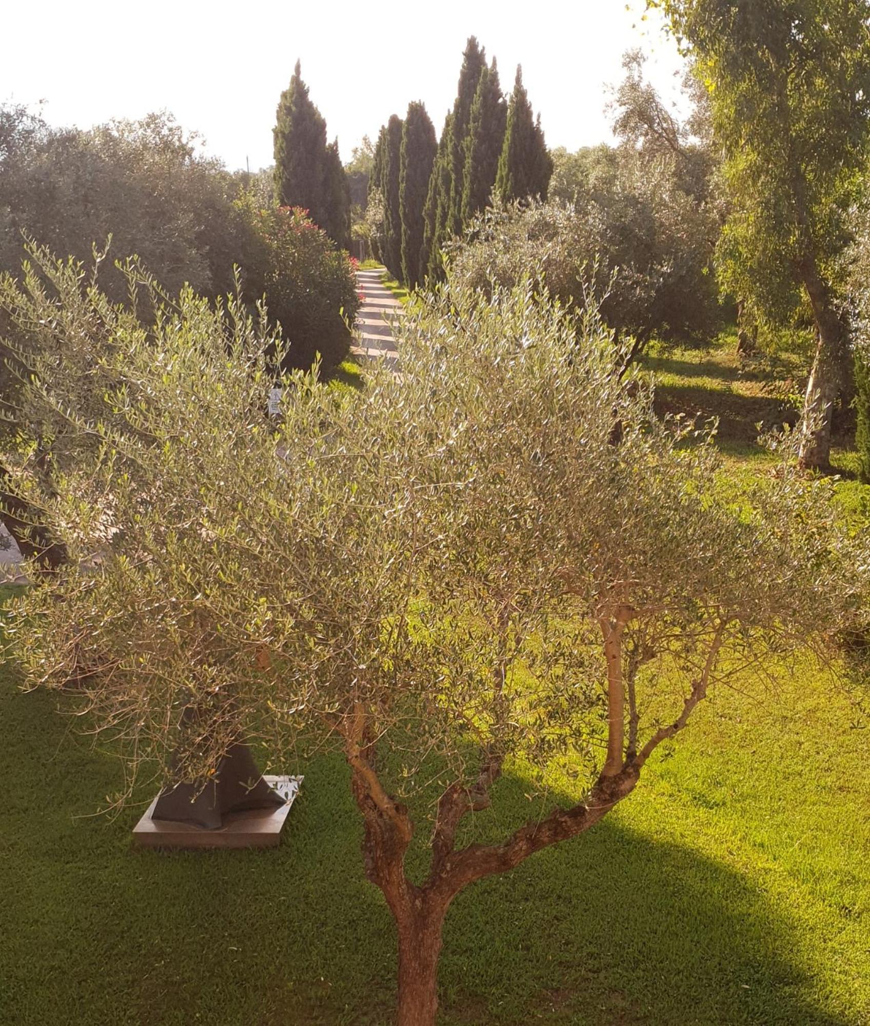 Fattoria Il Giardo Lejlighed Pietrasanta Eksteriør billede